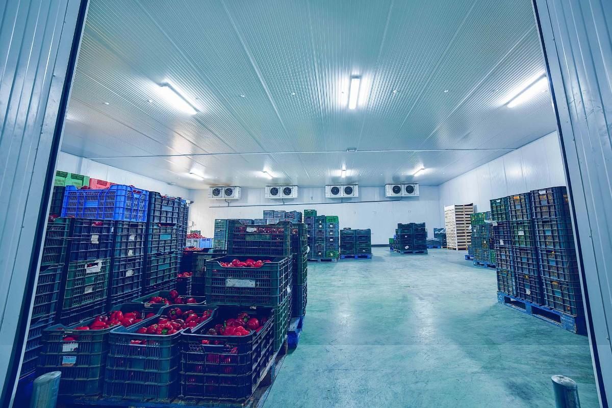 Vista interior de un almacén frigorífico industrial muy iluminado, repleto de cajas apiladas de productos frescos.