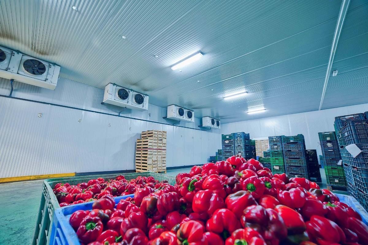 Grandes pimientos rojos llenan cajas azules dentro de una cámara frigorífica con unidades de refrigeración industrial en las paredes.