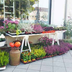 Blumen Liebe Woldegk - Blumenstand vor dem Gebäude mit bunten Blumen
