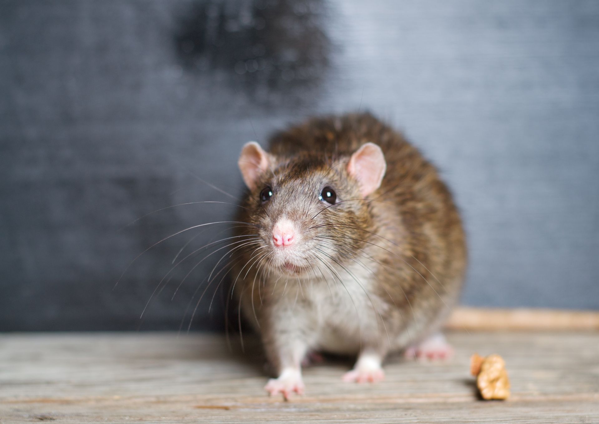 Un rat est assis sur une table en bois et regarde la caméra.