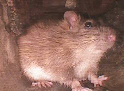 Un rat brun est assis sur un rocher et regarde la caméra.