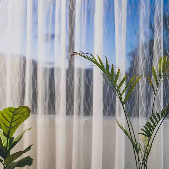 Una planta está sentada delante de una ventana con cortinas blancas.