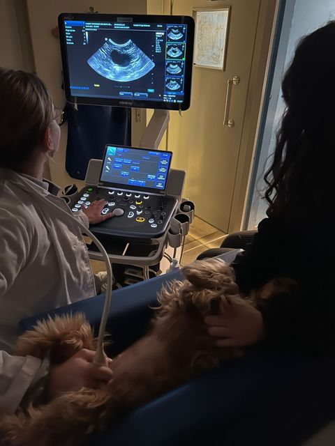 Vétérinaire de Veyrier - traitement médical