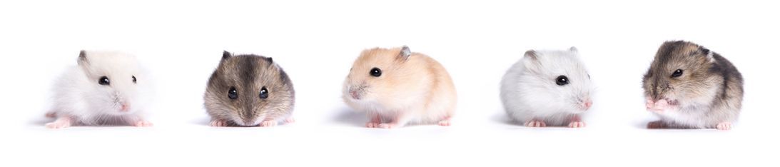 Tierarztpraxis Arzt für Haustiere Meerschweinchen Hamster Hund Katze Reptil Vogel Maus