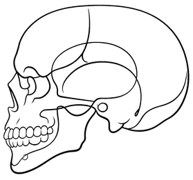 Dibujo lineal en negro de un cráneo humano de perfil sobre un fondo claro.