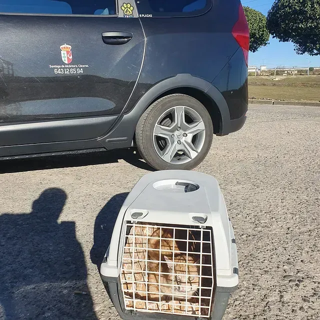 Un gato en un transportín está sentado en el suelo junto a un coche negro, al aire libre. El coche tiene distintivos oficiales.
