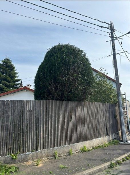 Après taille du Cupressus