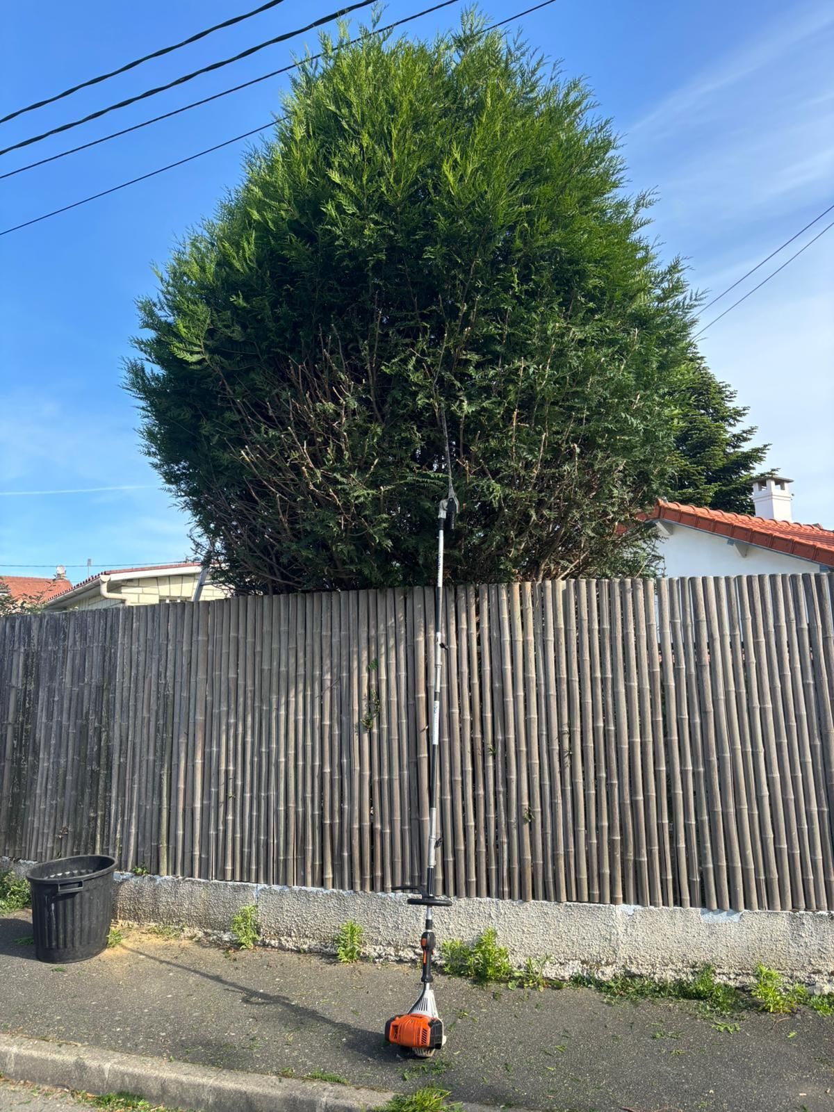 Avant la taille de l'arbre