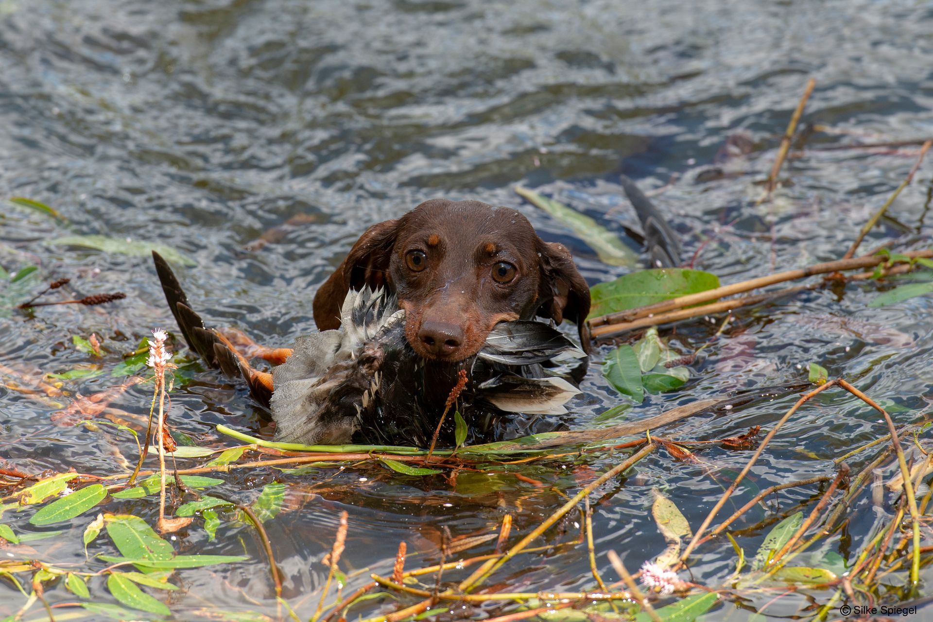 Ein Hund schwimmt mit einer Ente im Fang im Wasser.