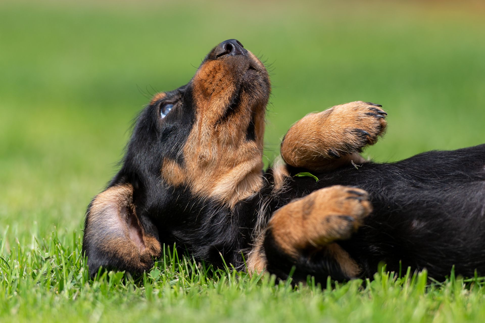 Ein schwarzbrauner Welpe liegt auf dem Rücken im Gras.