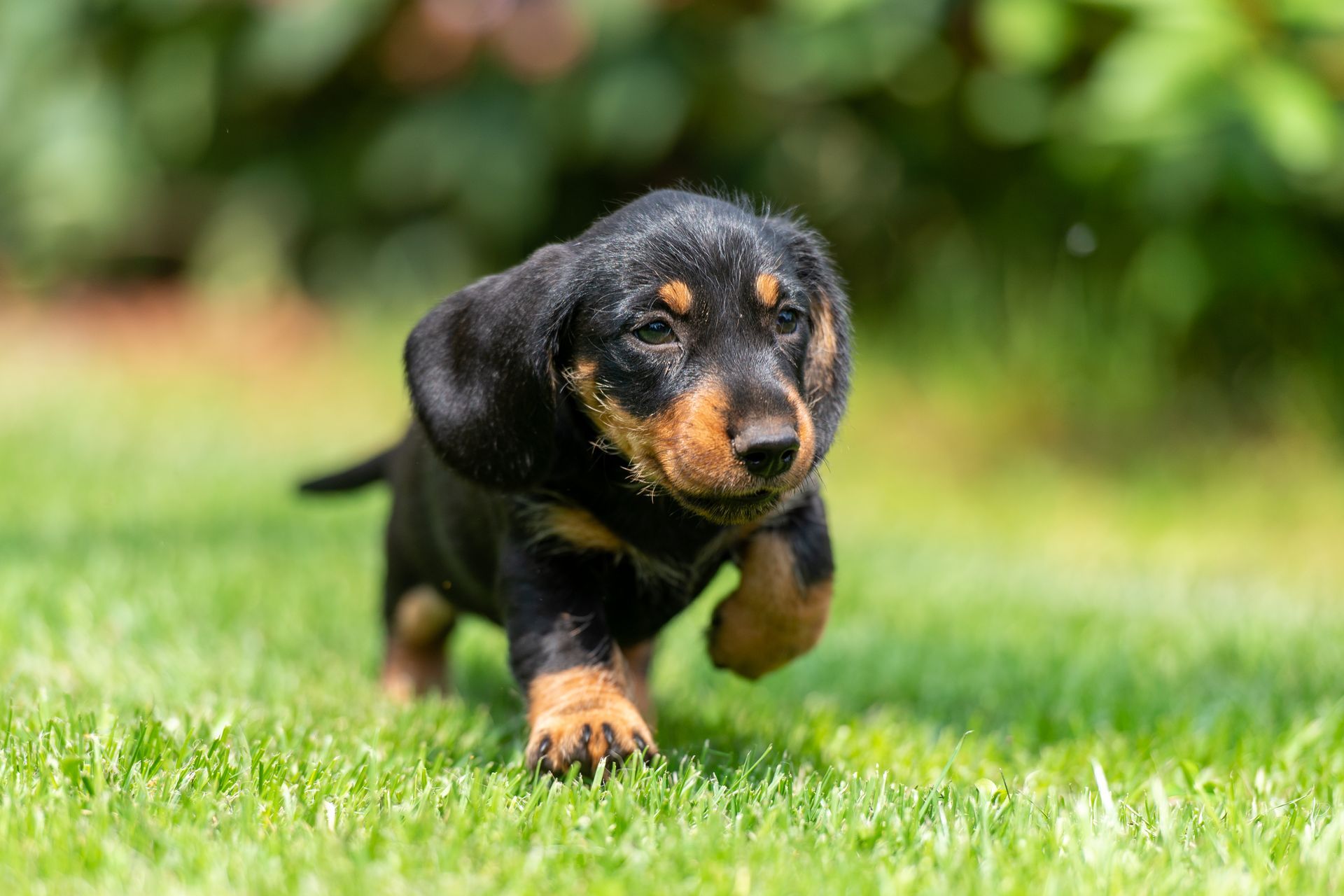 Ein Dackelwelpe rennt im Gras.