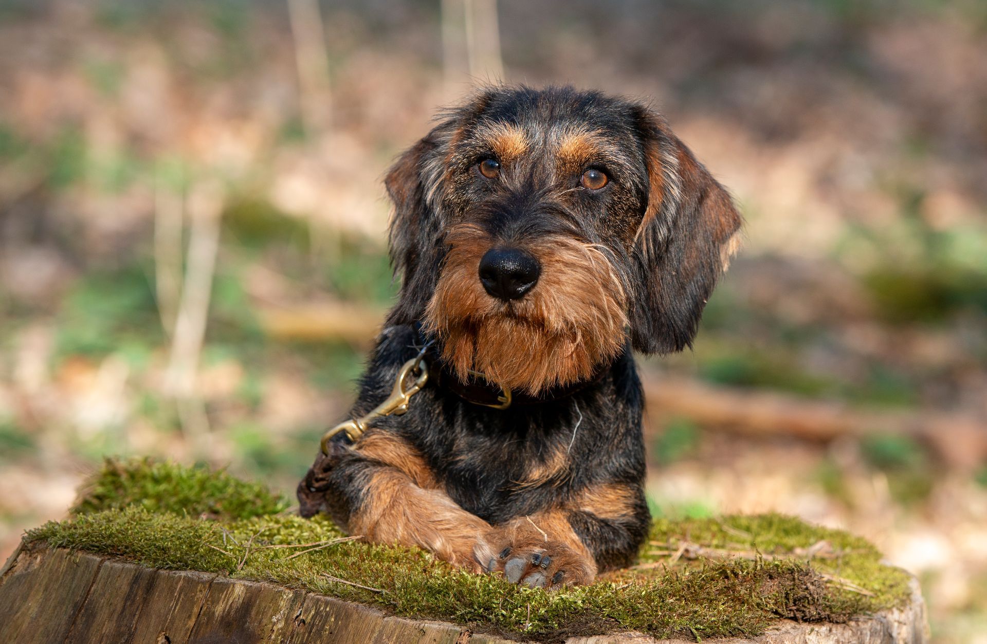Ein Dackel liegt auf einem Baumstumpf im Wald.