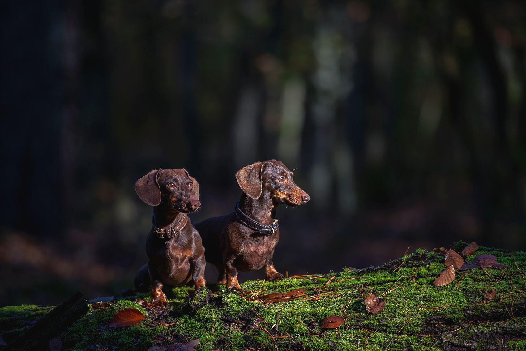 Zwei Dackel sitzen auf einem moosigen Felsen im Wald.