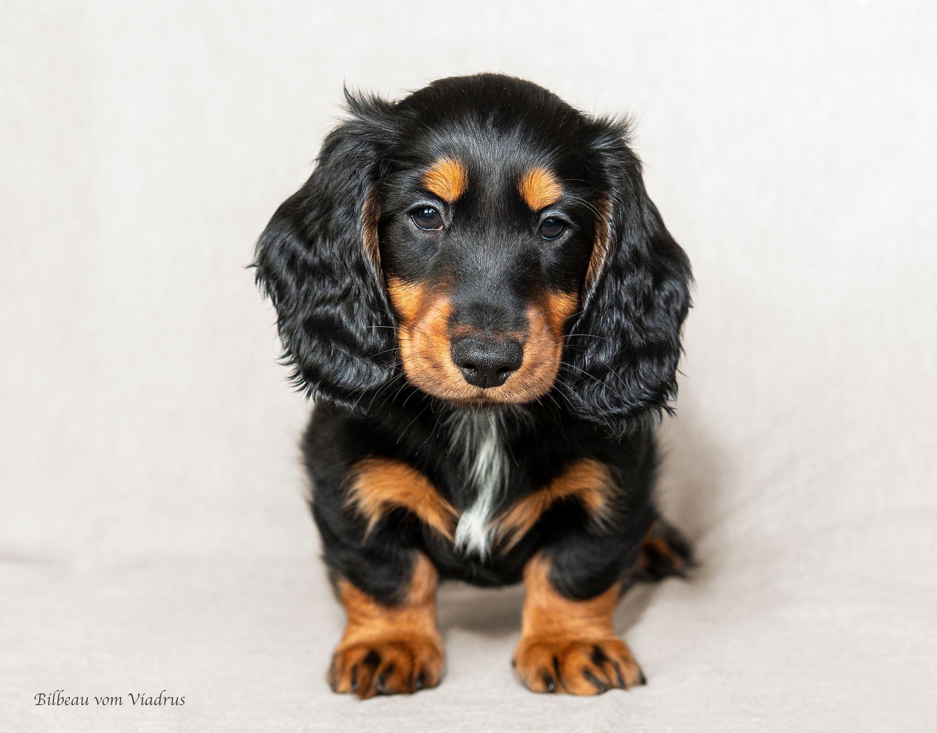 Ein schwarz-brauner Dackelwelpe sitzt auf einer weißen Fläche und schaut in die Kamera.