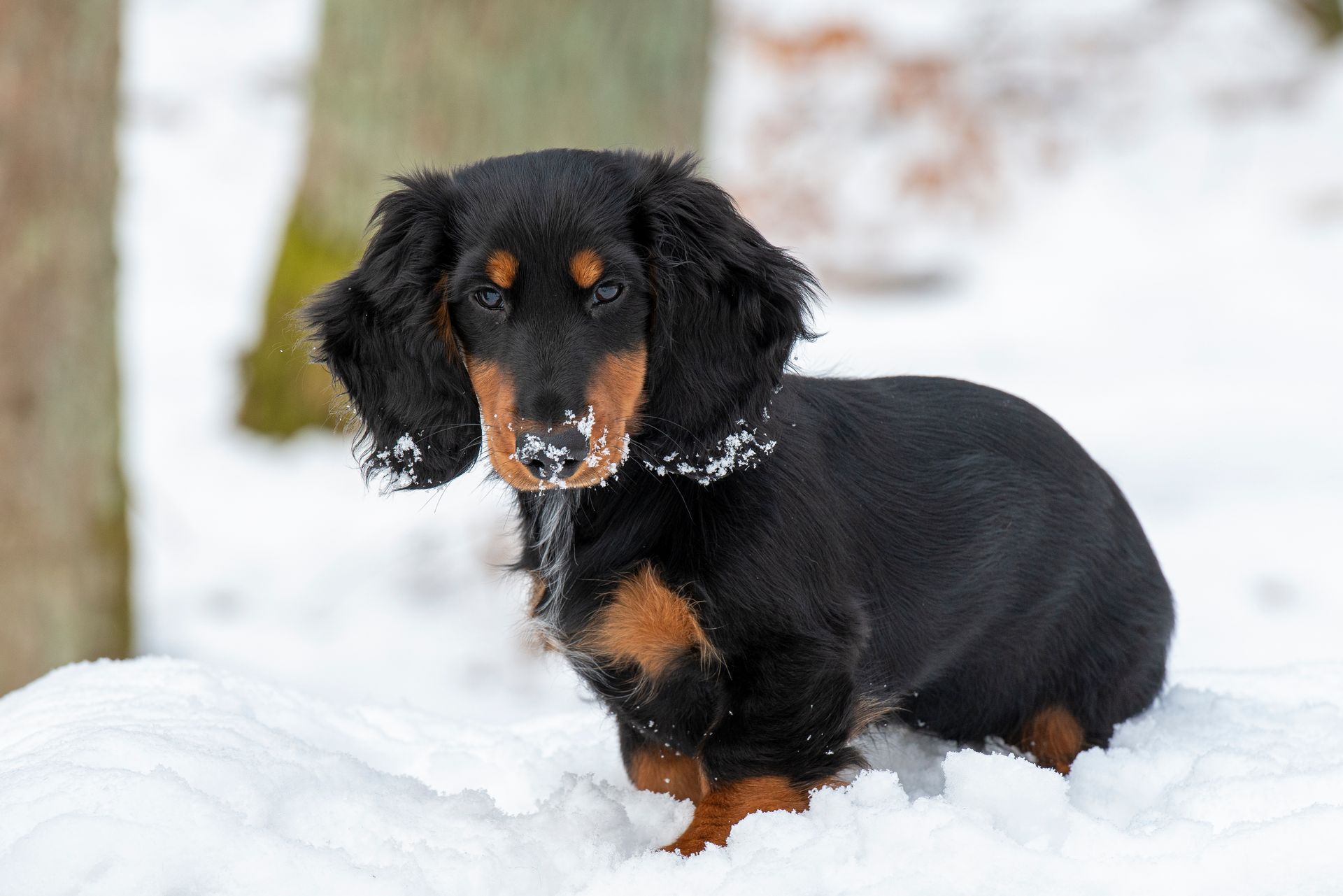 Ein schwarz-roter Dackel sitzt im Schnee.