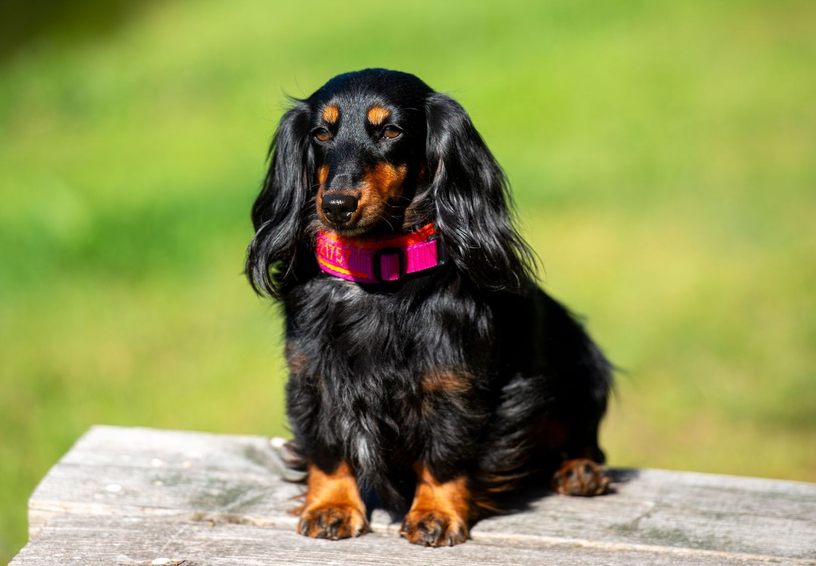 Ein schwarz-brauner Dackel mit einem rosa Halsband sitzt auf einer Holzbank.