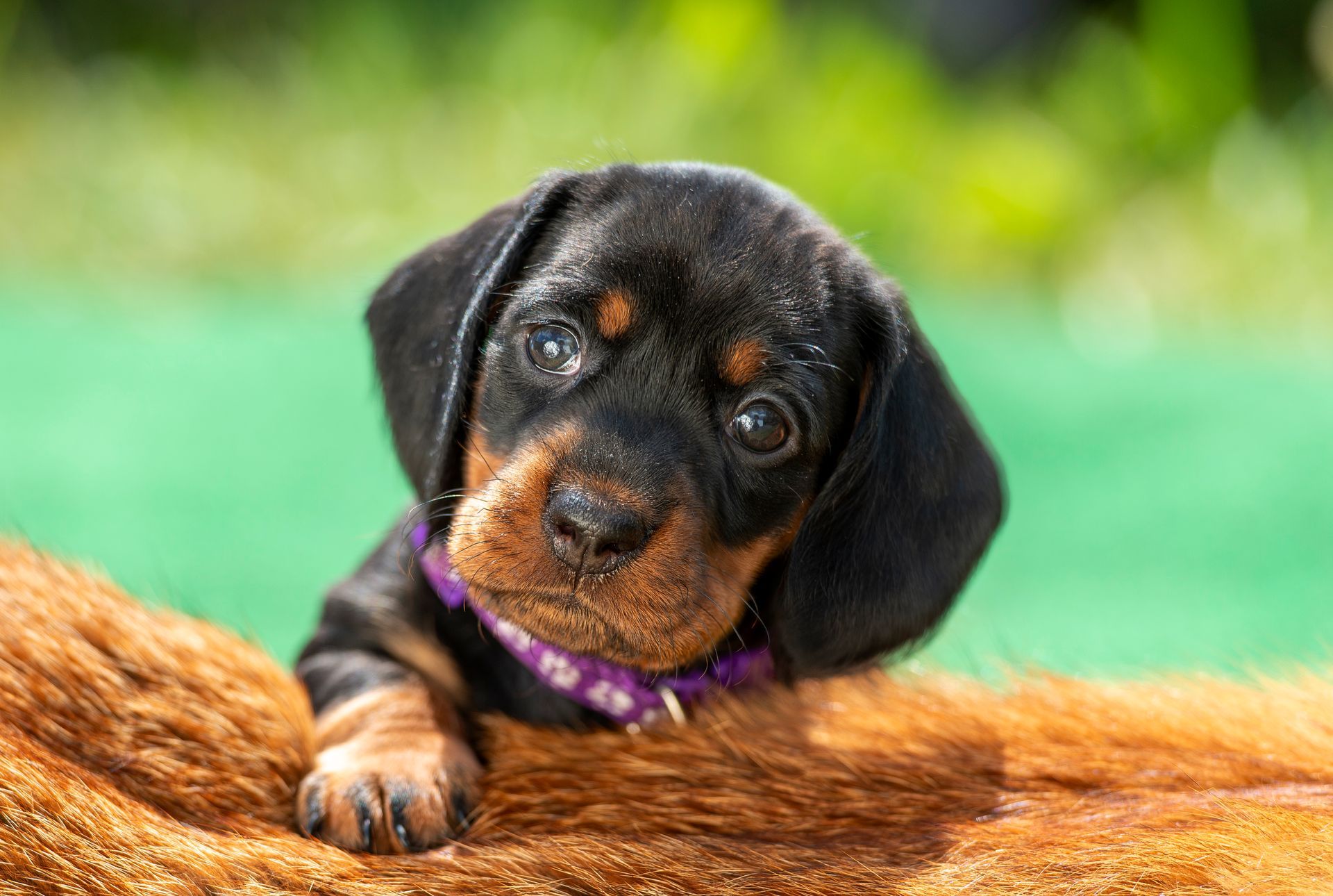 Ein schwarz-brauner Dackelwelpe mit einem lila Halsband liegt auf einem Felsen.