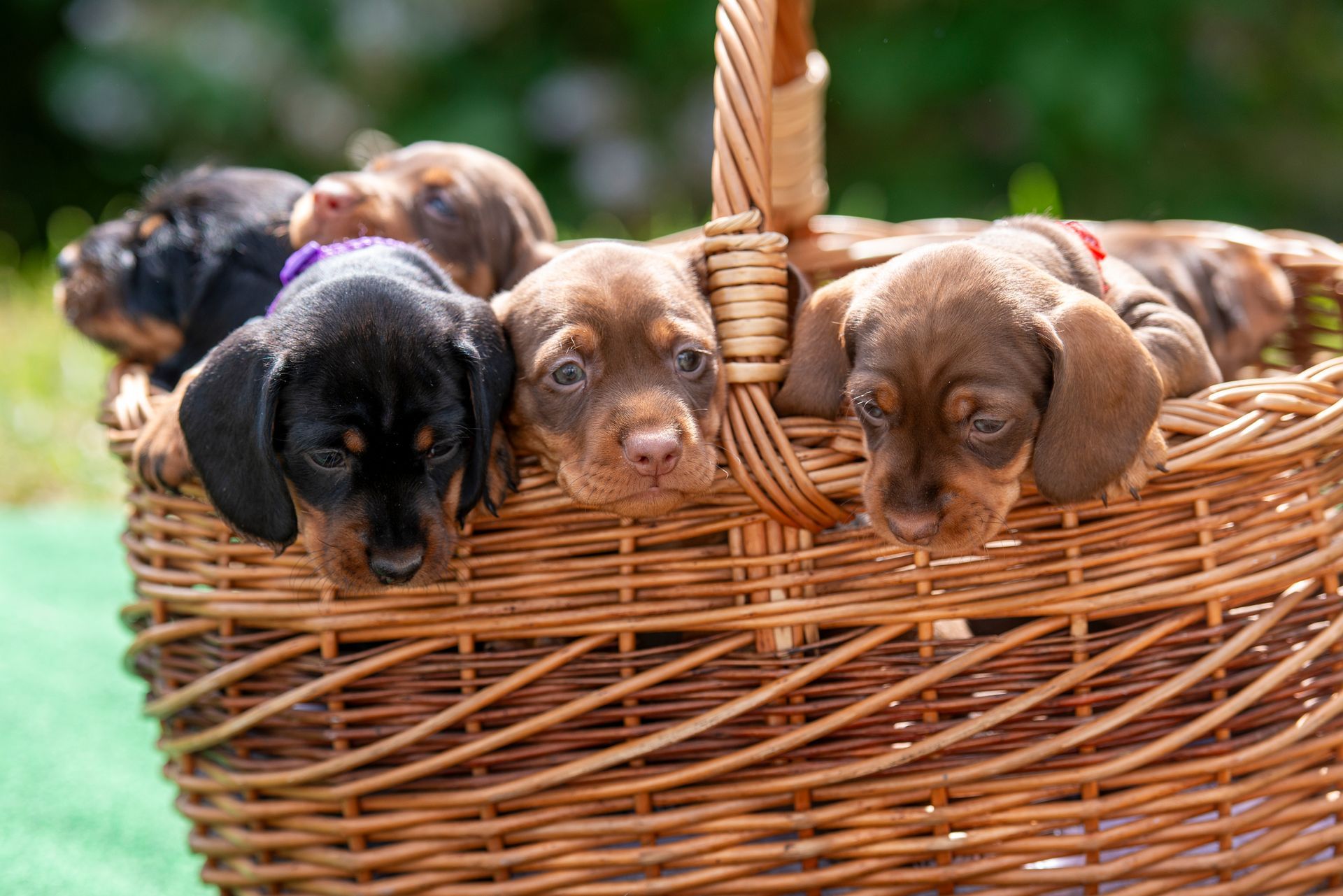 Eine Gruppe Dackelwelpen sitzt in einem Weidenkorb.