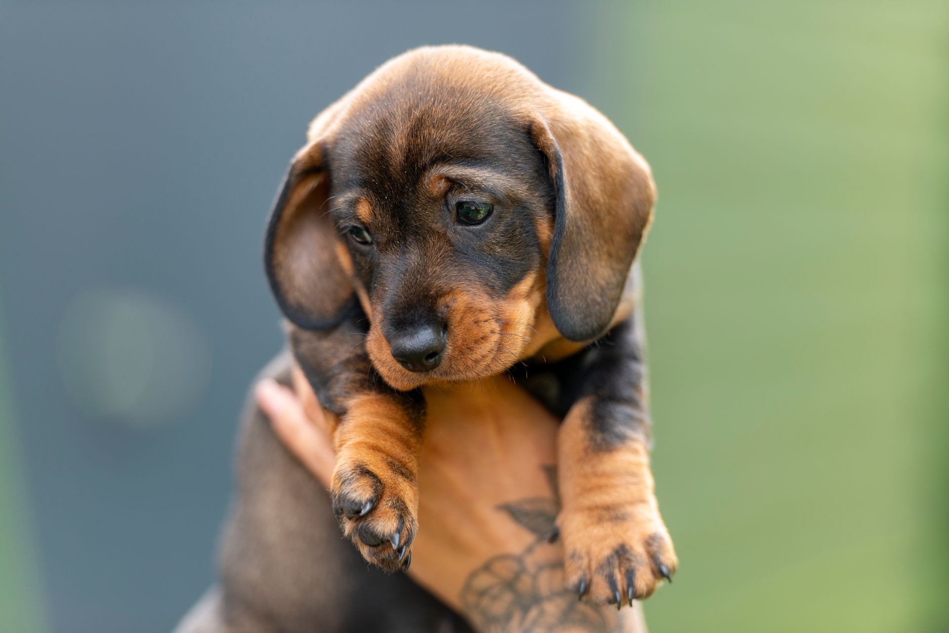 Eine Person hält einen kleinen Dackelwelpen in der Hand.