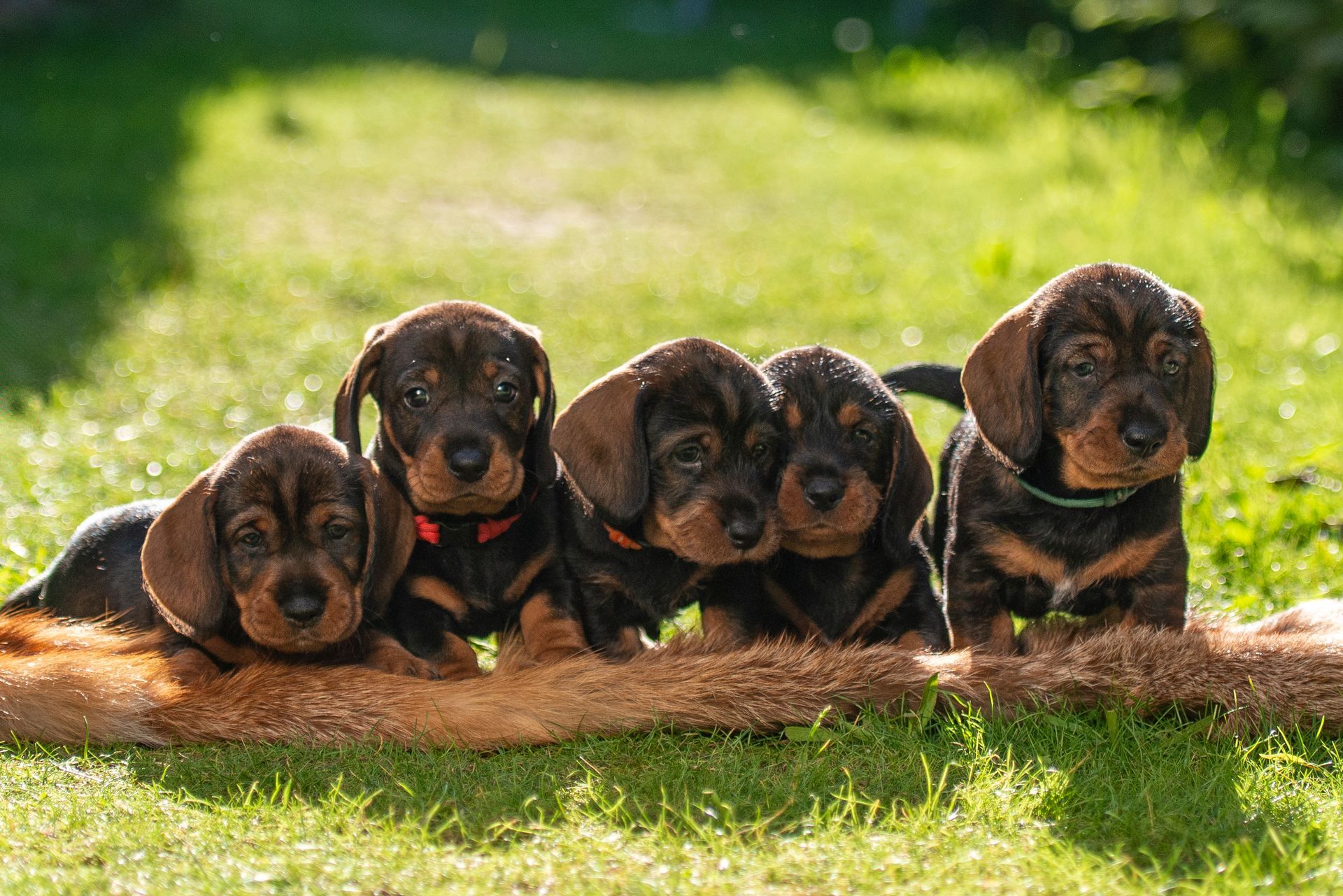 Eine Gruppe Dackelwelpen liegt in einer Reihe im Gras.