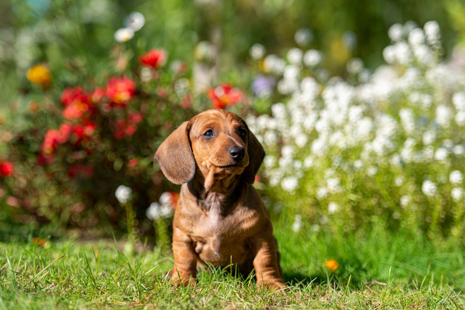 Ein Dackelwelpe sitzt im Gras in einem Garten.