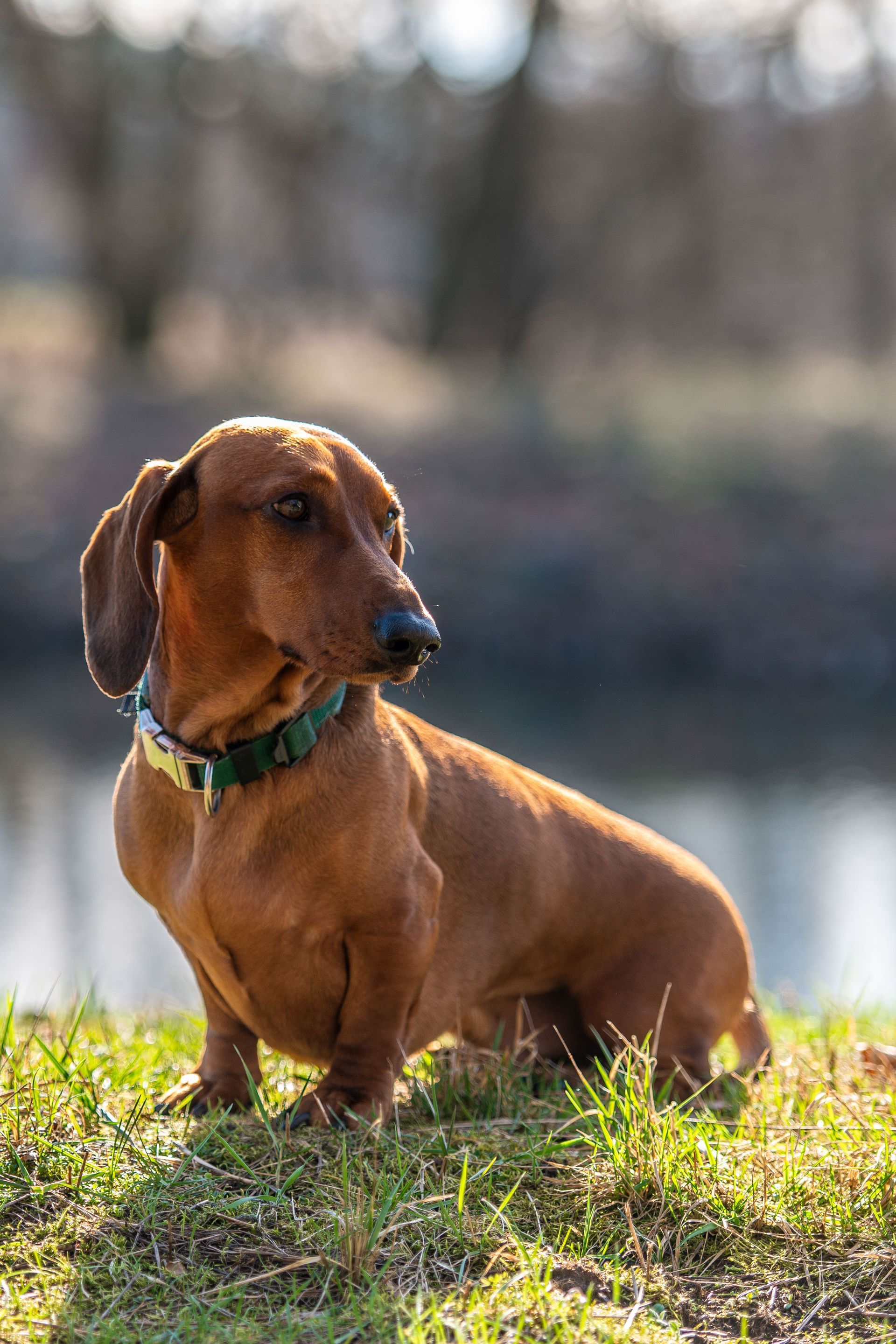 Ein Dackel sitzt im Gras neben einem Gewässer.