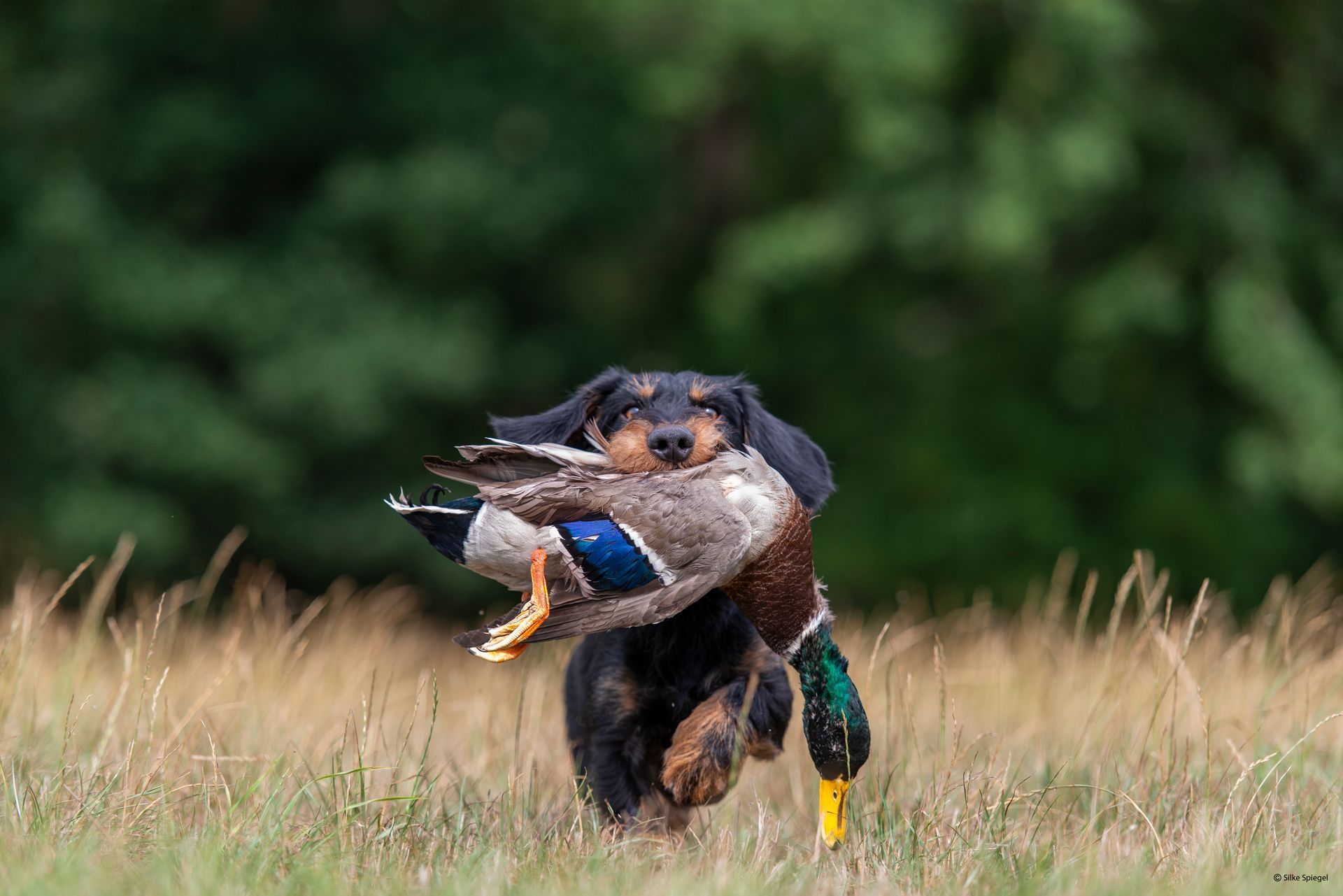 Ein Dackel rennt mit einer Ente im Fang.