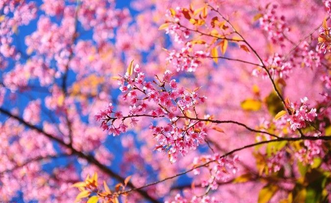 Een close-up van een kersenbloesemboom met roze bloemen tegen een blauwe lucht.