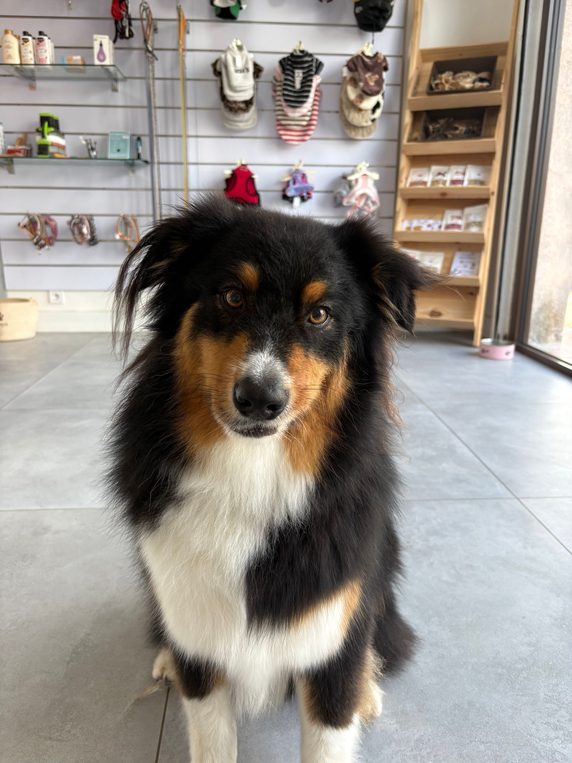 Chien noir, blanc et fauve assis à l'intérieur d'une animalerie, regardant l'objectif.