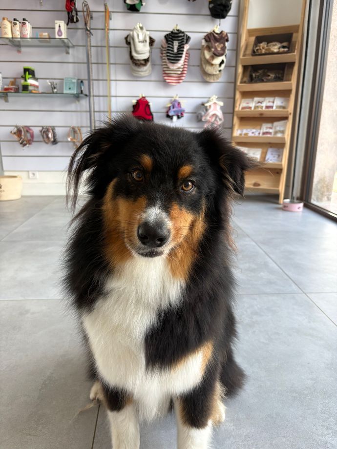 Chien noir, blanc et fauve assis à l'intérieur d'une animalerie, regardant l'objectif.