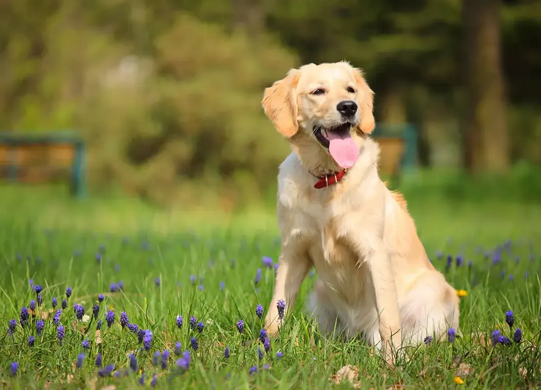 Chien brun portant un collier bleu assis dans l’herbe à l’extérieur, regardant vers le haut