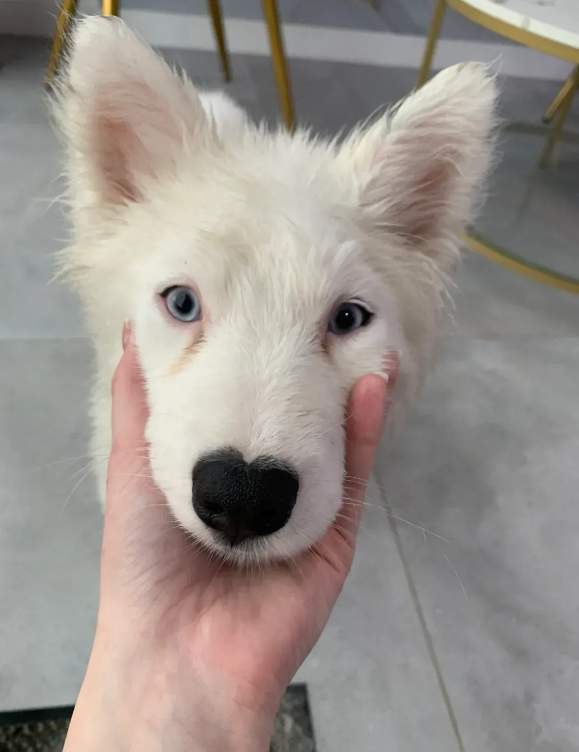 Chiot blanc aux yeux vairons, délicatement tenu sous le menton à l'intérieur.