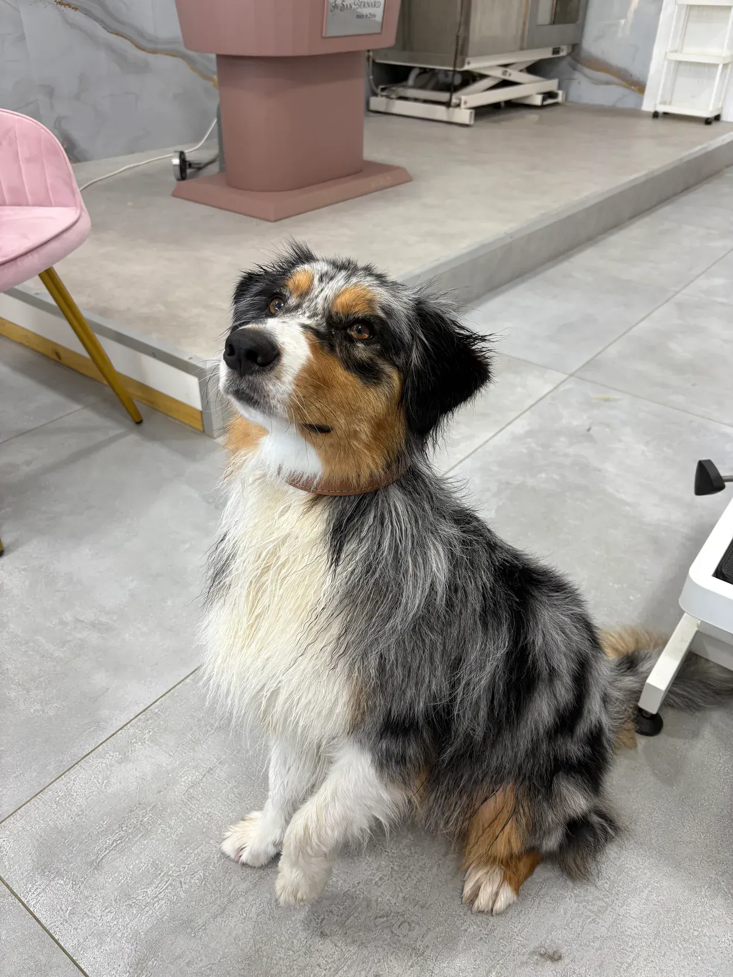 Petit chien tricolore mouillé, assis sur un sol carrelé à l'intérieur, regardant attentivement vers le haut.