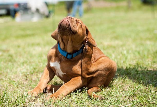 Chien brun avec un col bleu assis sur l’herbe à l’extérieur, regardant vers le haut