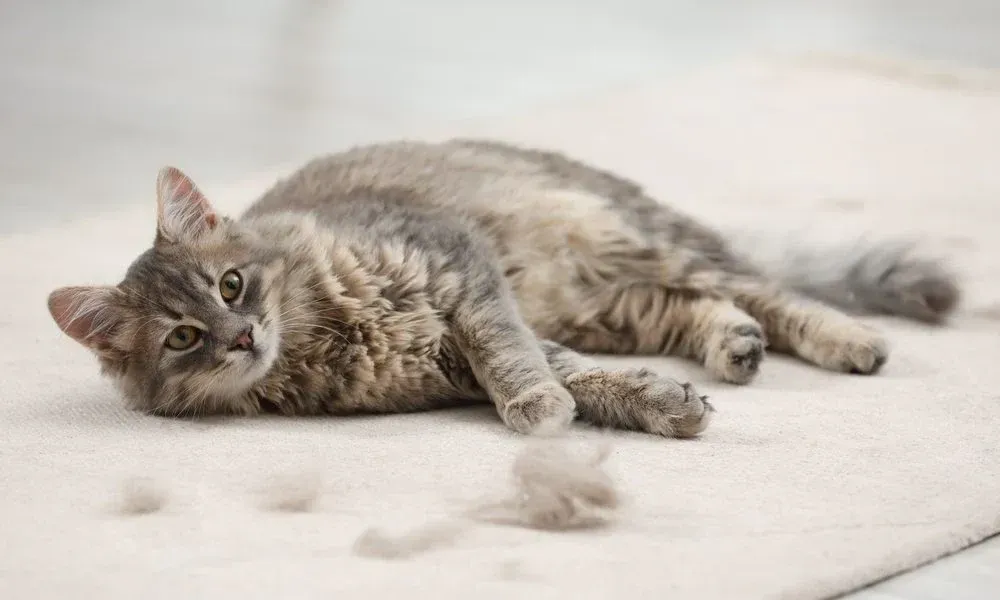 Chat tigré gris allongé sur le côté sur un tapis clair, l’air détendu