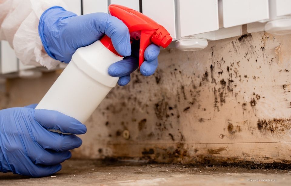 Mit behandschuhten Händen sprüht man Reinigungsmittel auf die verschimmelte Wand- und Bodenecke.