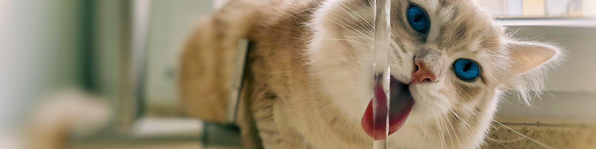 Chat buvant de l'eau au robinet