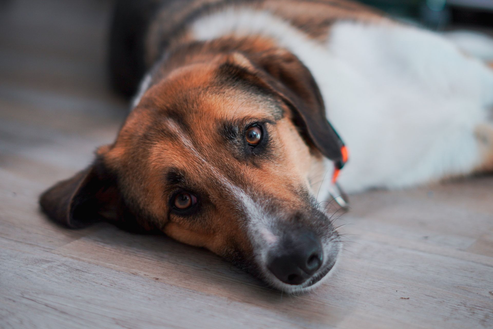 Ein braun-weißer Hund liegt auf dem Boden und schaut in die Kamera.