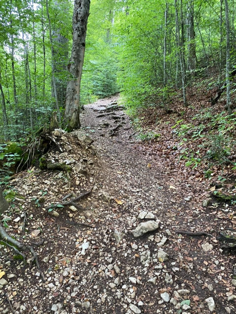 Sportverein Wiedikon