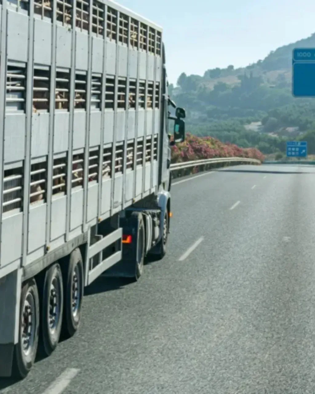 Camión de transporte de ganado en la carretera, transportando animales hacia las montañas.