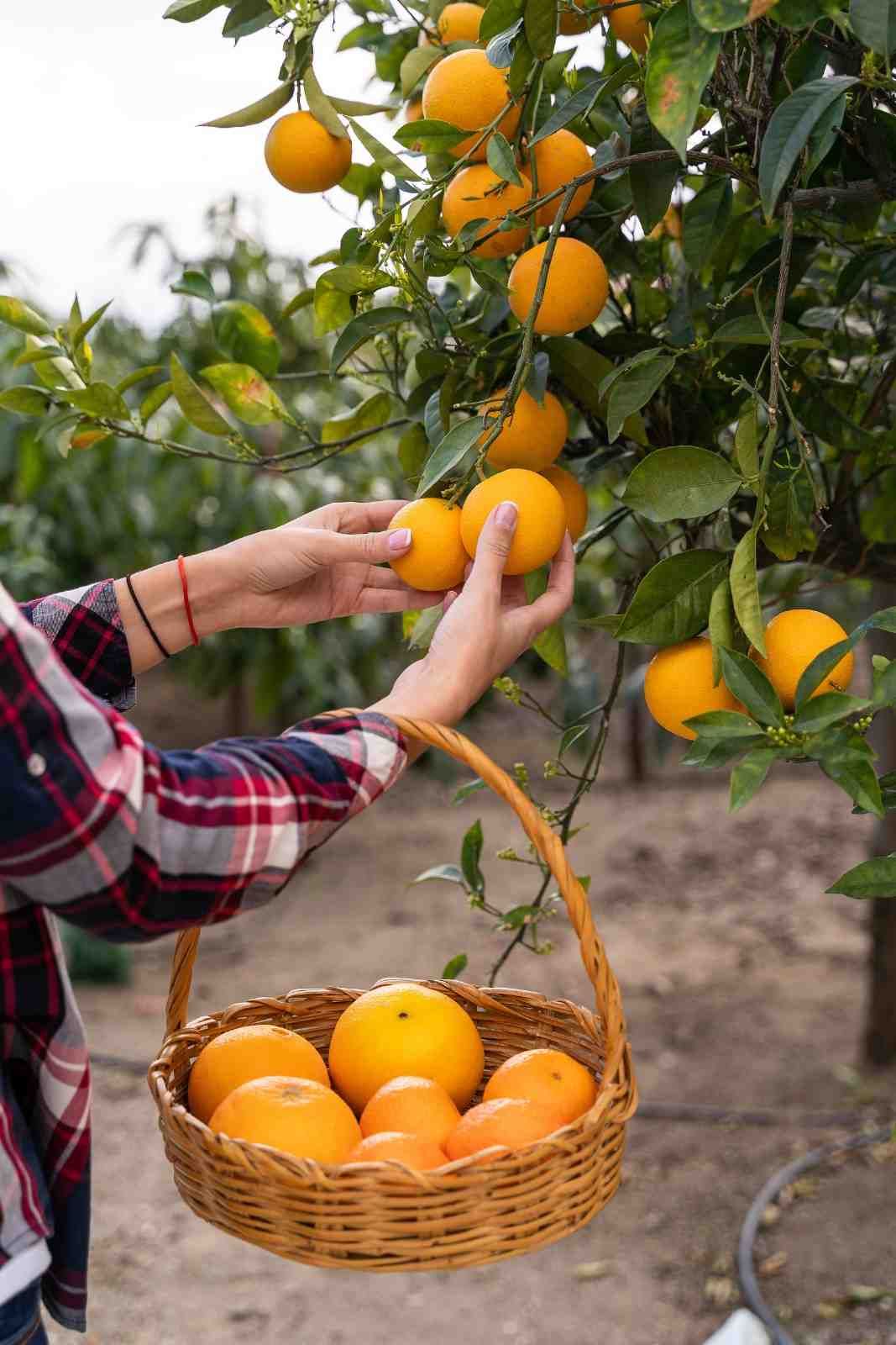 Persona recogiendo naranjas de un árbol, llenando una cesta de mimbre en un huerto.