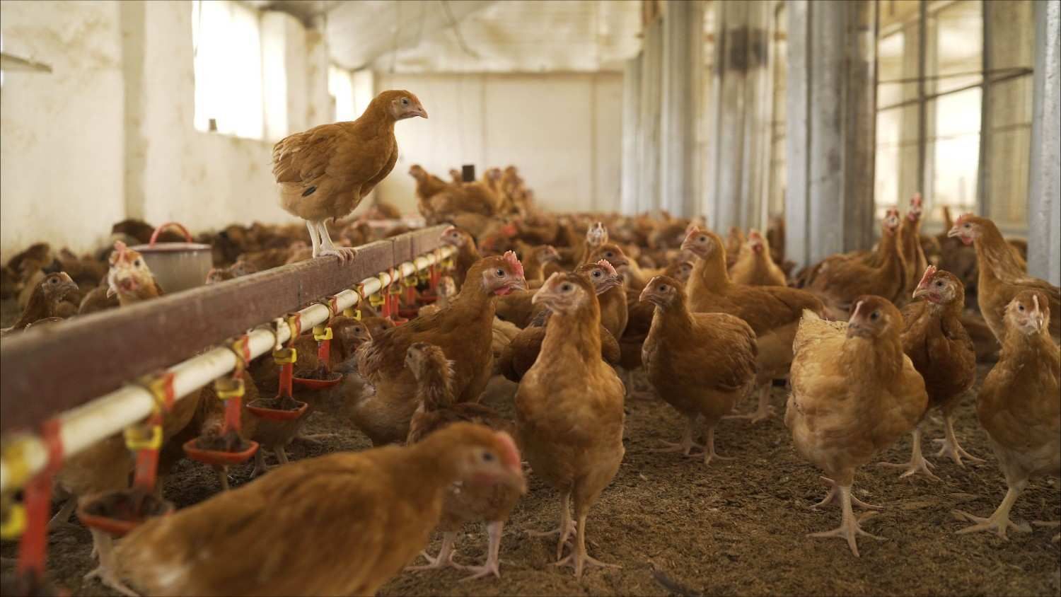 Camión de transporte de ganado en la carretera, transportando animales hacia las montañas.