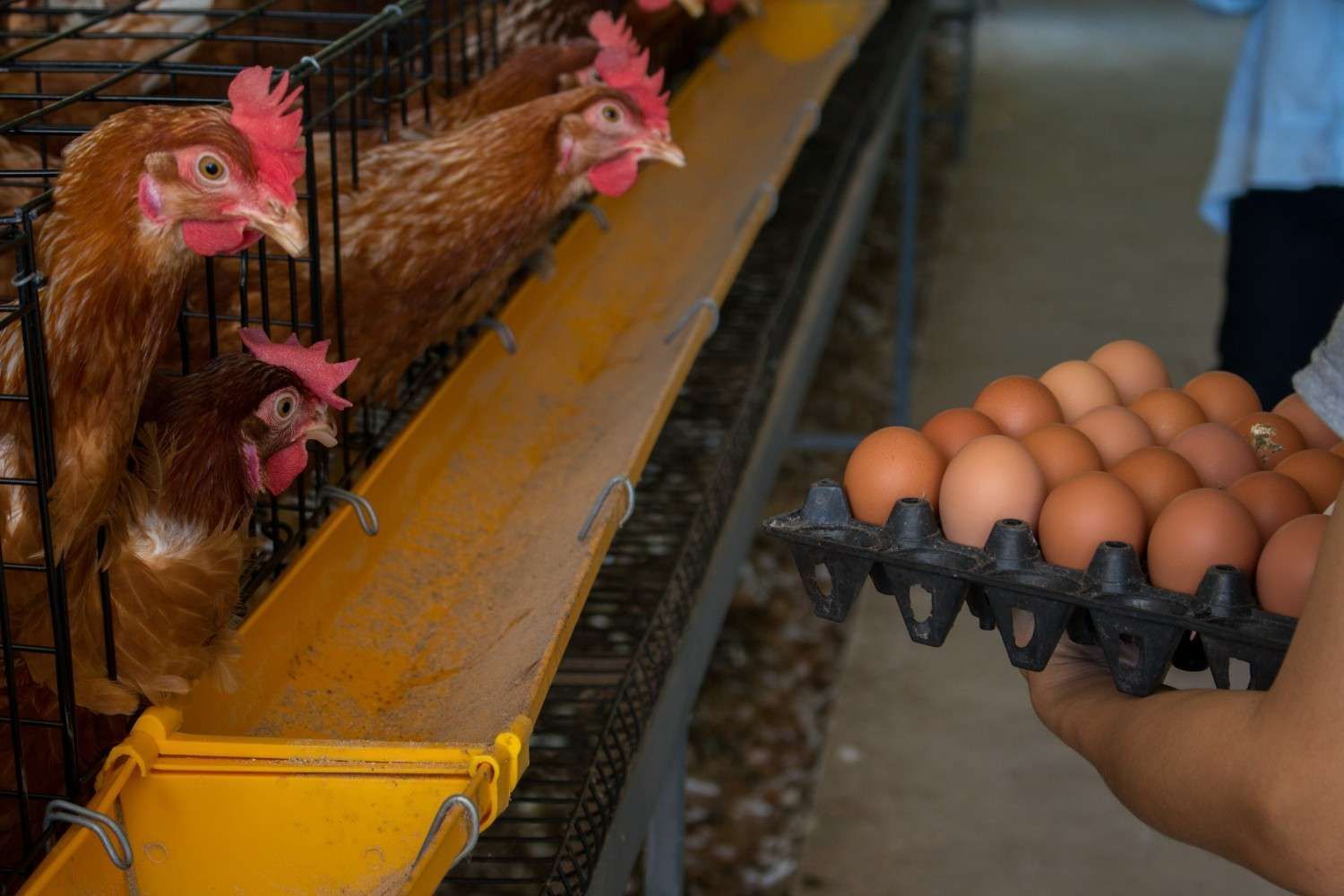Camión de transporte de ganado en la carretera, transportando animales hacia las montañas.