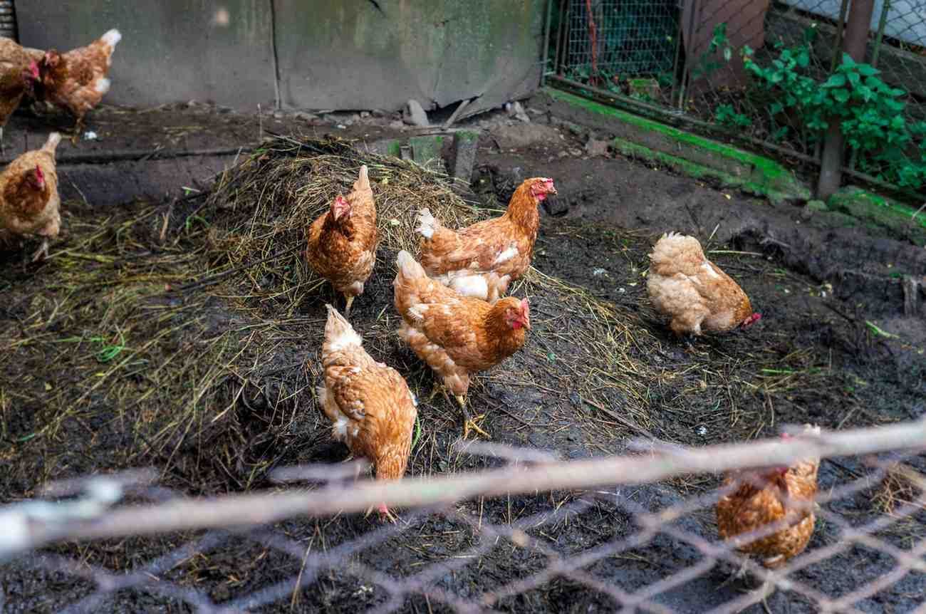 Camión de transporte de ganado en la carretera, transportando animales hacia las montañas.