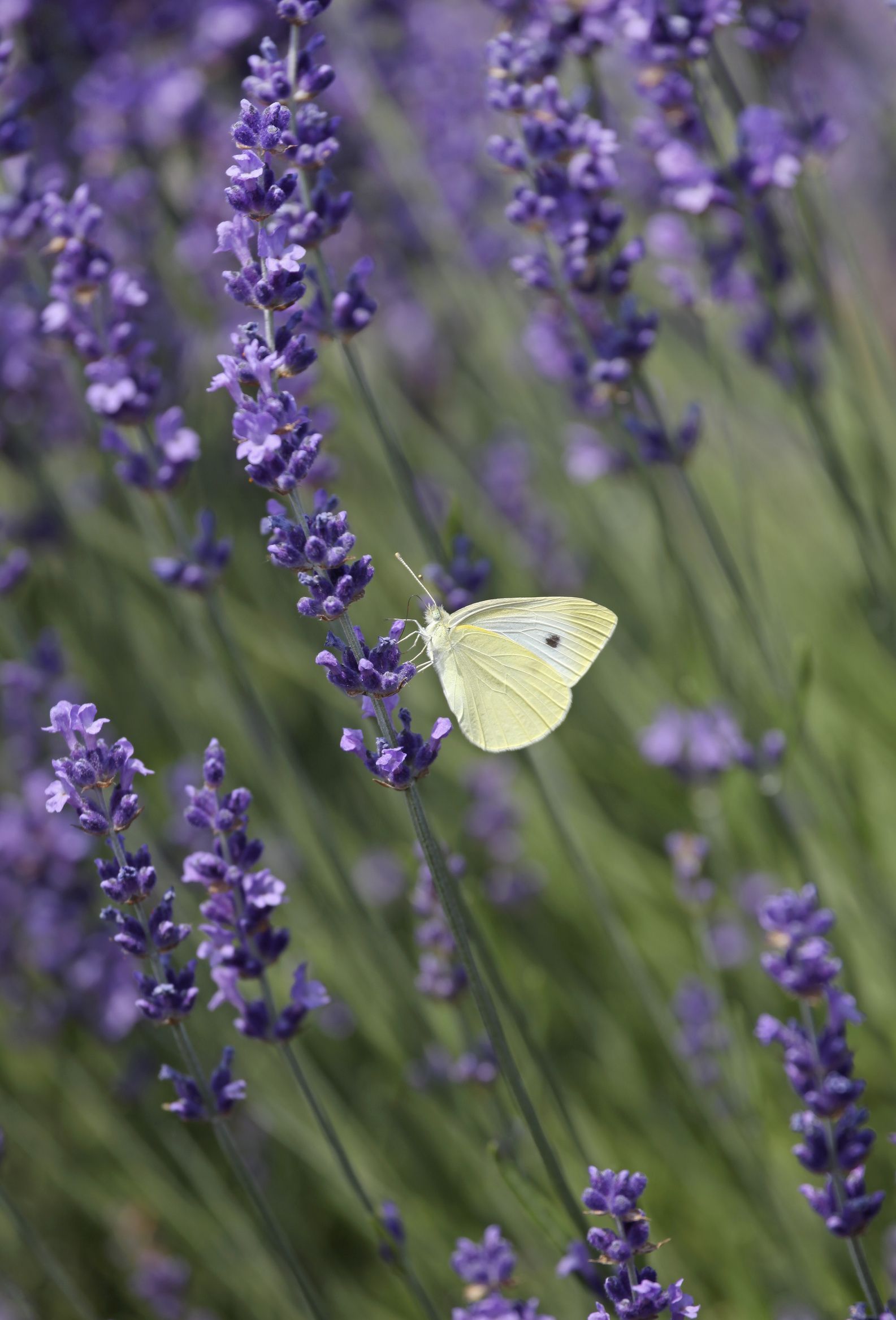 Eyßer Friedhofsgärtnerei