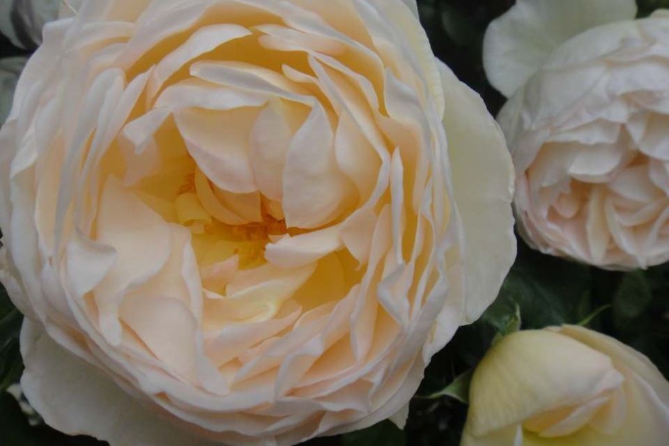 Blumen Schweizer Inh. M. Pfeiffer – Rose