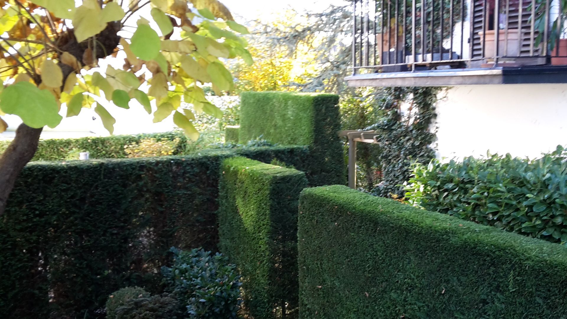 Volker Hahn Garten- und Landschaftsbau, präzise geschnittene Hecke