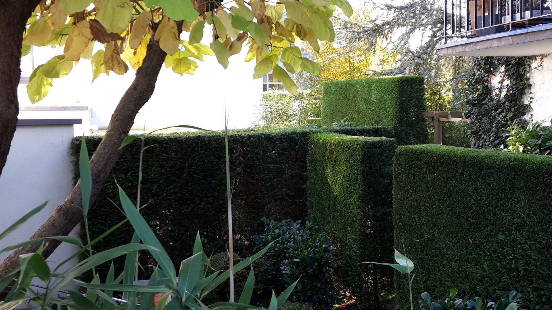 Volker Hahn Garten- und Landschaftsbau, präzise geschnittene Hecke