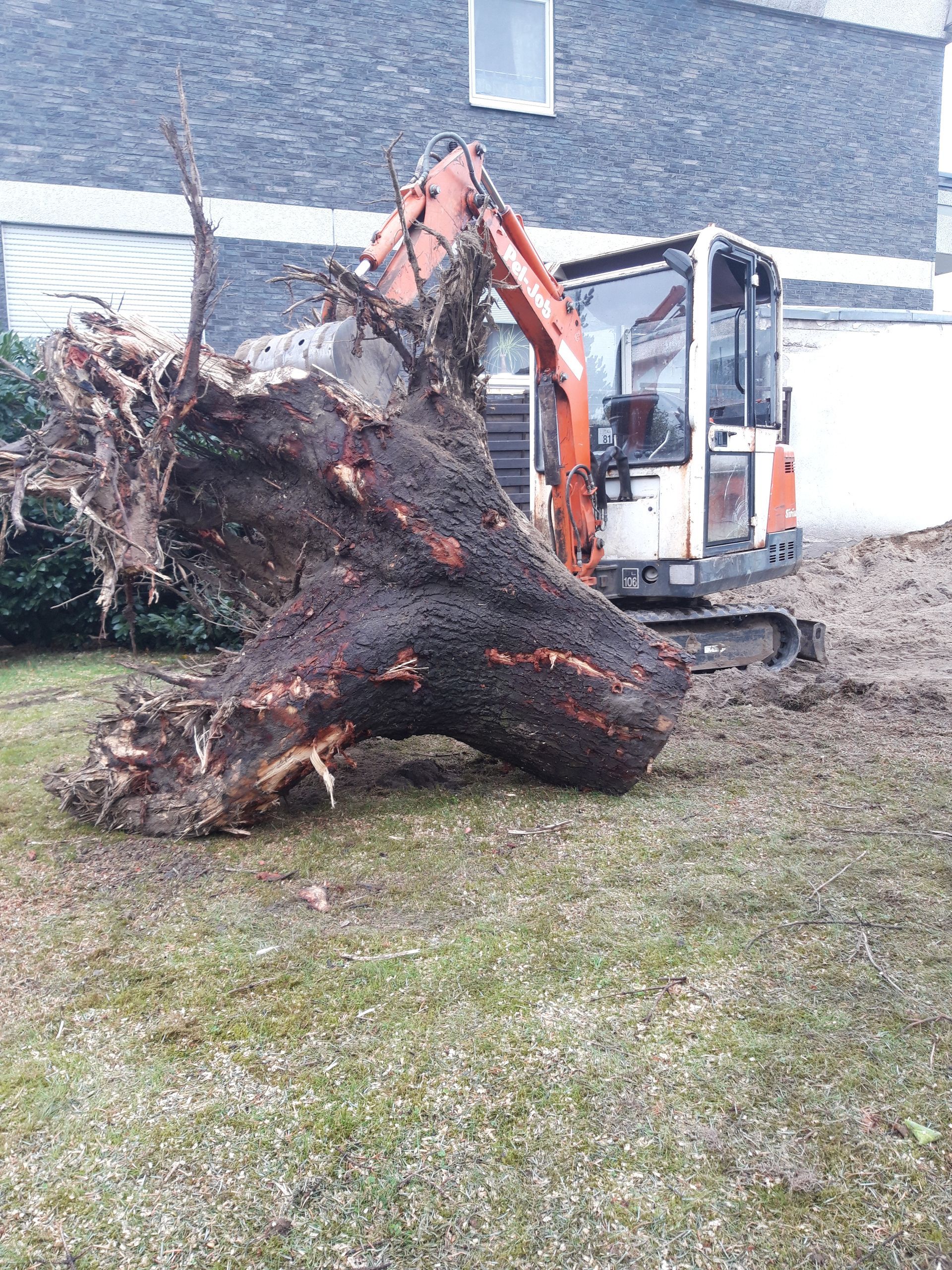 Volker Hahn Garten- und Landschaftsbau, Baumwurzel wird abtransportiert