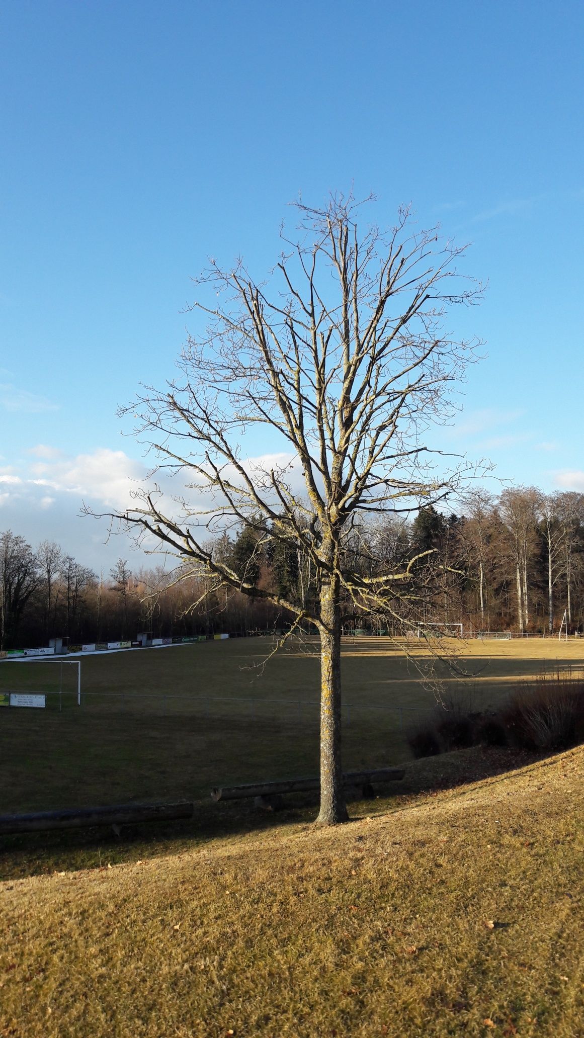 Carrard - paysagiste - Poliez-Pittet - plantation